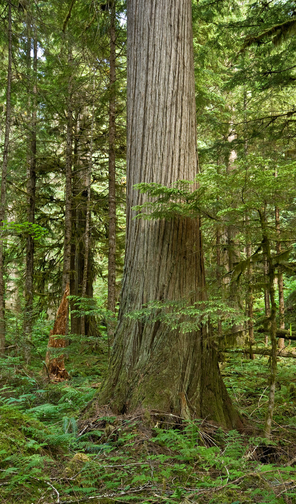 Coastal Red Cedar Leaf Oil